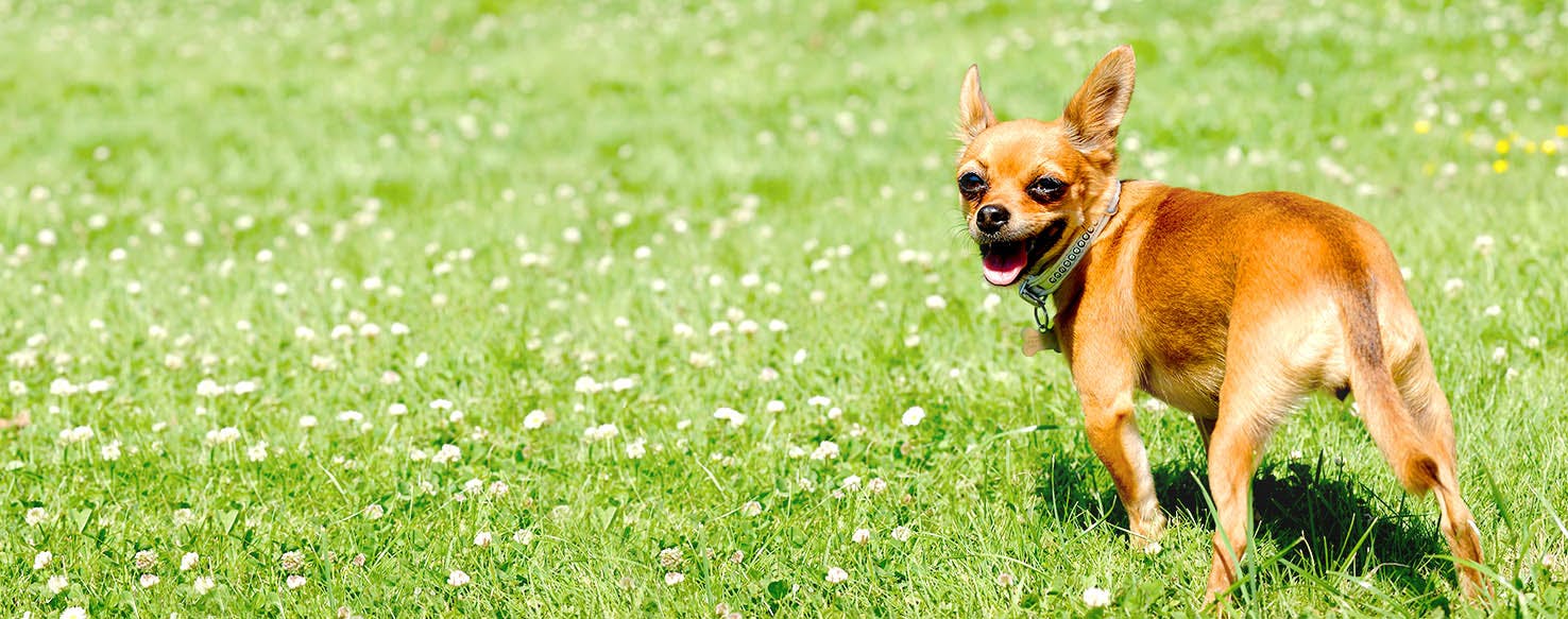 Latin on sale dog names